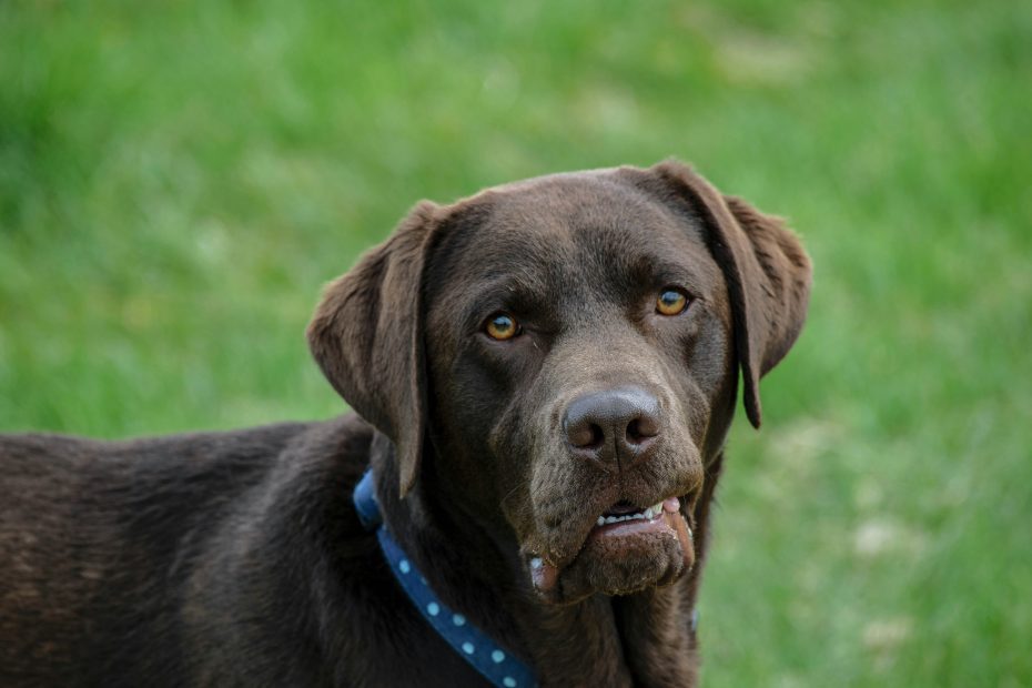 Labrador